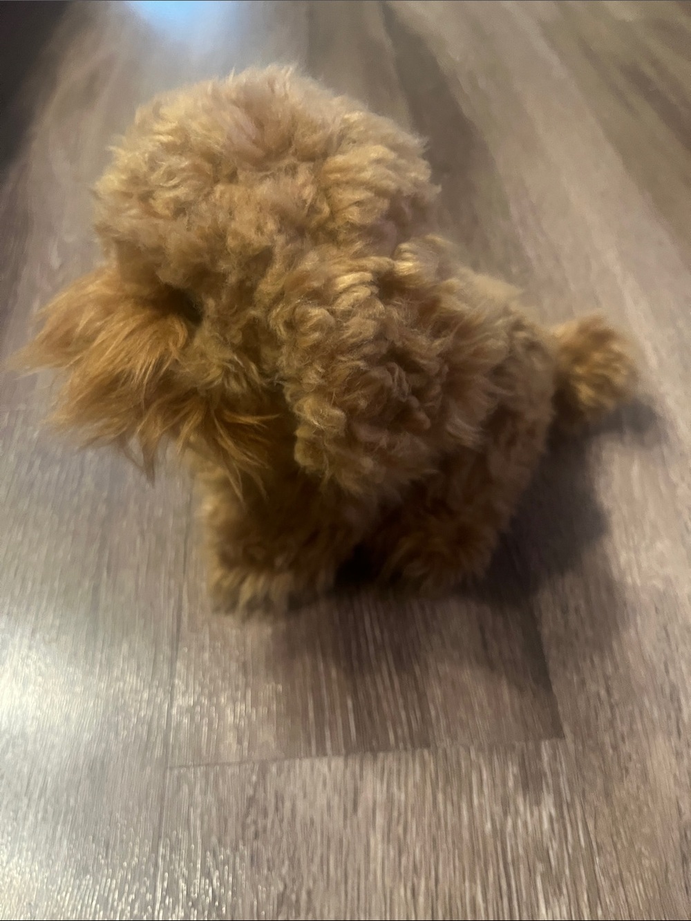 Miyoni Tots by Aurora Labradoodle Soft Brown Plush Puppy